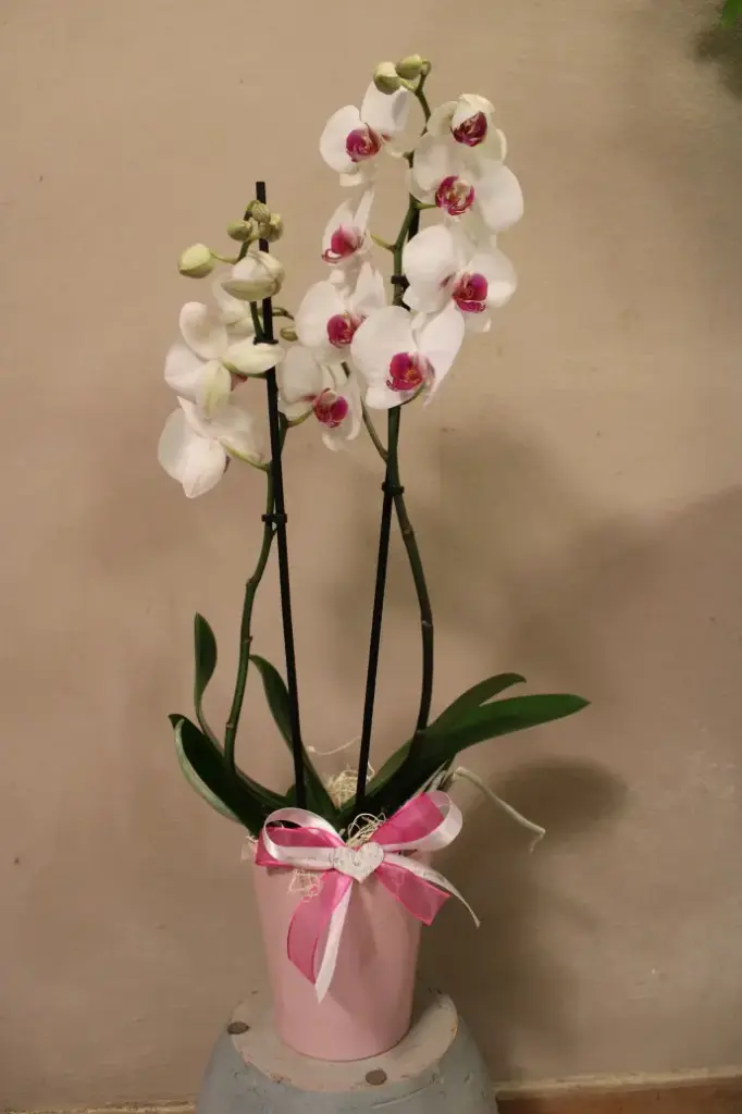 Orchidea singola in vaso
