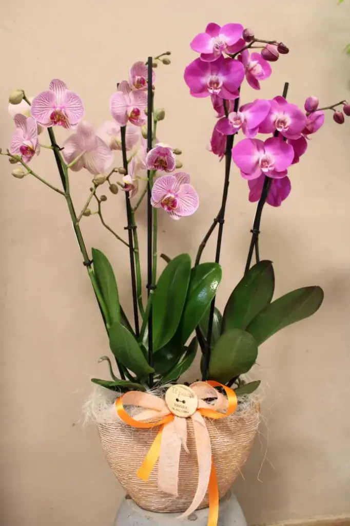 Composizione con 2 Orchidee