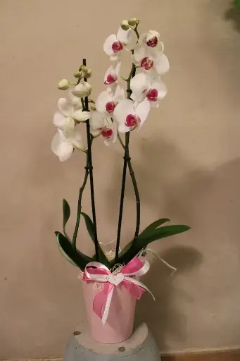 Orchidea singola in vaso