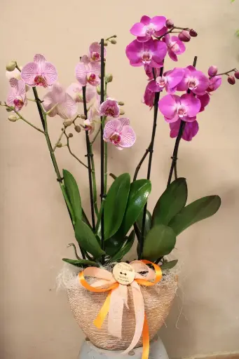 Composizione con 2 Orchidee